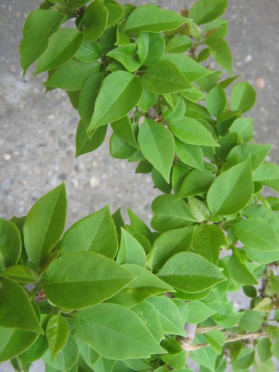 Picture My plants 1249