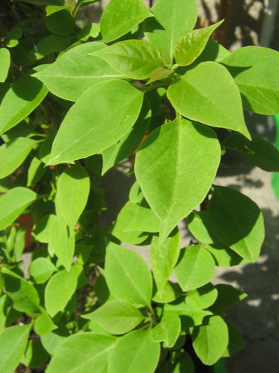 Bouguvillea