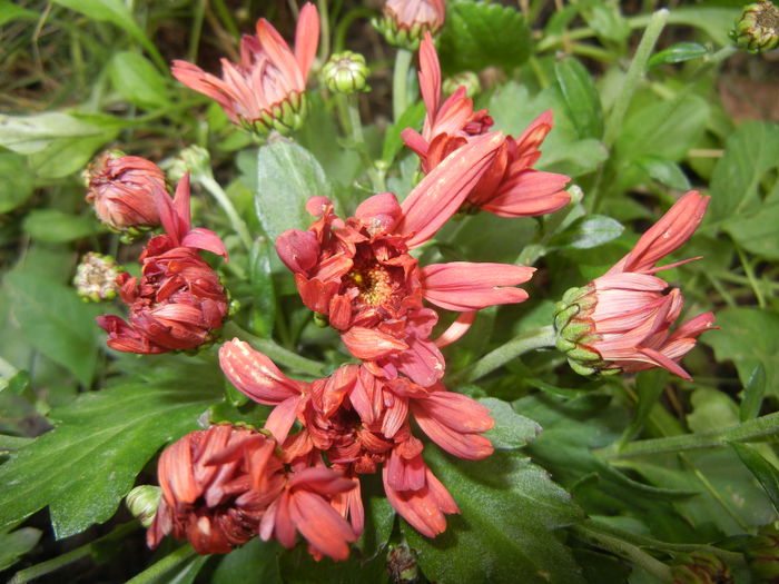 Terracotta Chrysanth (2014, Sep.06) - Terracotta Chrysanthemum
