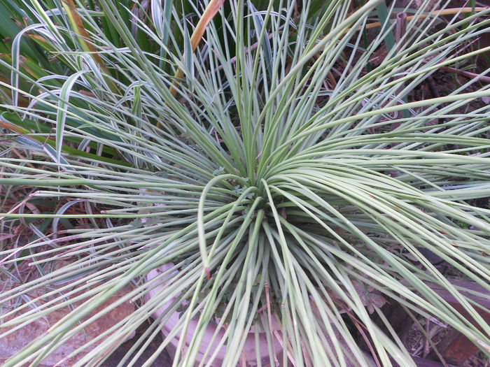 AGAVE STRICTA DETALIU