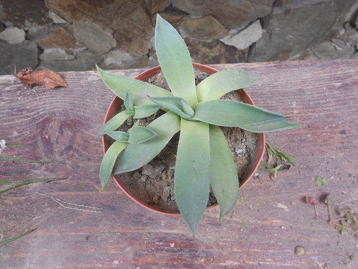 AGAVA AMERICANA CU PUI 15 RON - agave de vanzare