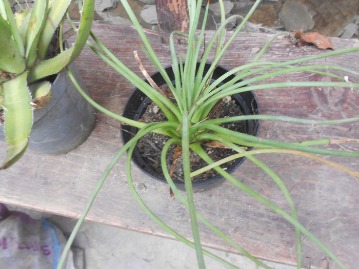 AGAVE STRICTA 15 RON - agave de vanzare