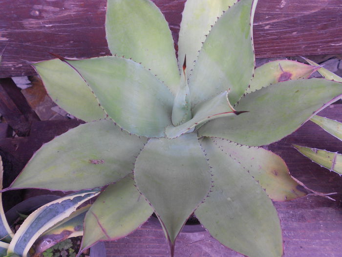 AGAVA OVATIFOLIA 40 RON - agave de vanzare