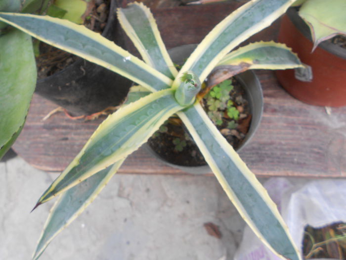 AGAVA AMERICANA VARIEGATA 15 - agave de vanzare