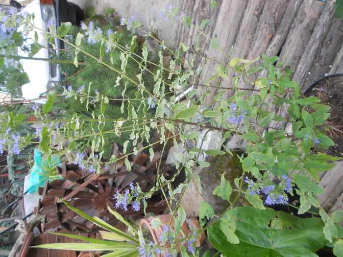 careopteris summer sorbet 80 cm 45 RON - agave de vanzare