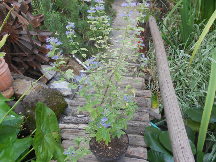 CAREOPTERIS SUMMER SORBET 45 RON