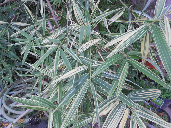 ucii 018 - agave de vanzare