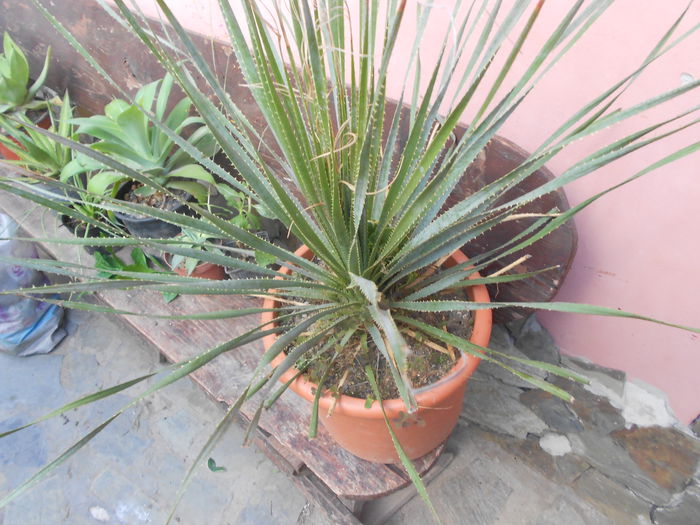 DISYLARION VHELERI 150 RON - agave de vanzare