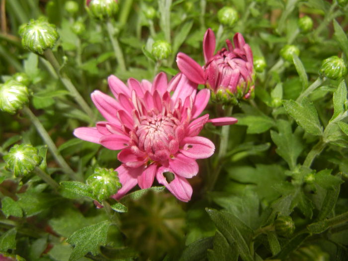 Pink Chrysanthemum (2014, Sep.07)