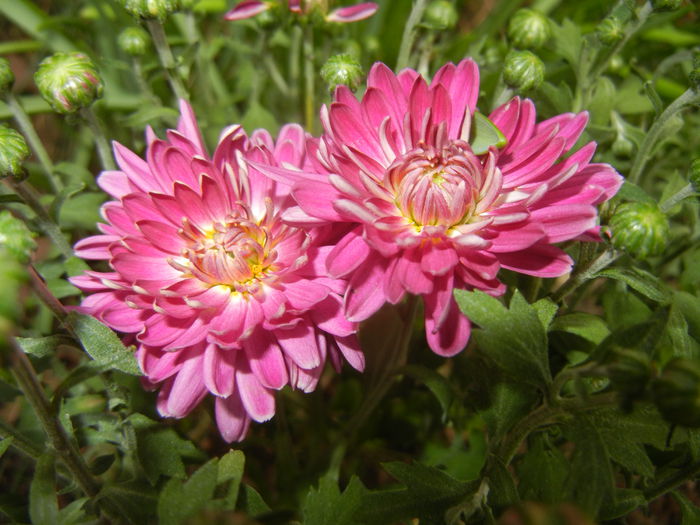 Pink Chrysanthemum (2014, Sep.12)