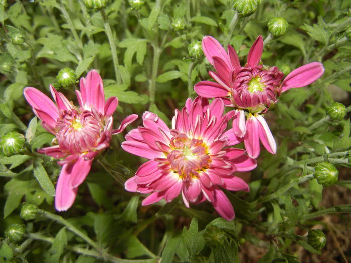 Pink Chrysanthemum (2014, Sep.12)