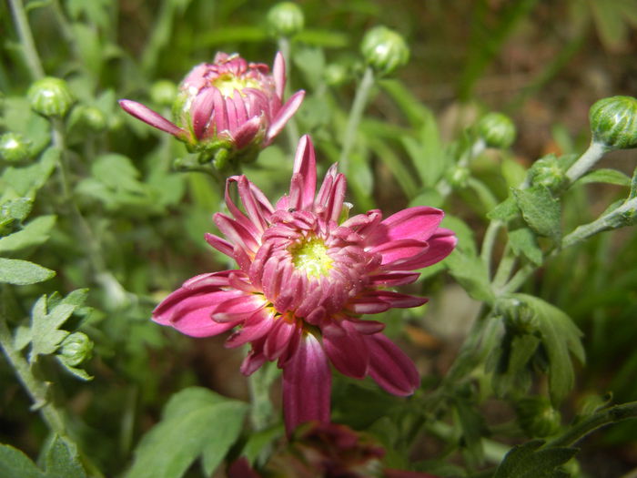 0912 Pink Chrysanthemum (2014, Sep.12)04
