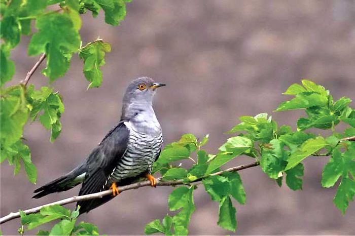 Colduş sau coldău - 2-1  Regionalisme din MM