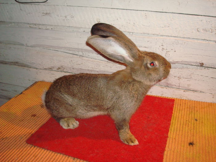 Mascul 2 - RO23 5446; Tatal Karol Bolya
