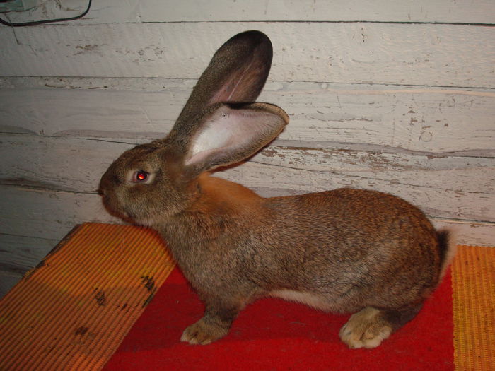 Mascul 2 - RO23 5446; 5,250 kg ( 4 luni  si o sapt )
