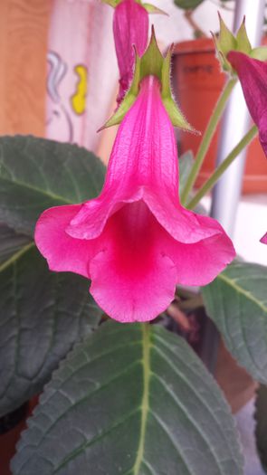 Slipper Ciclam - Flori 2014