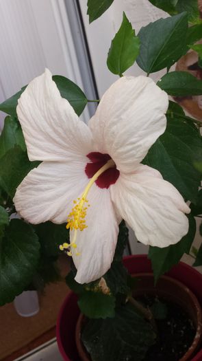 Cairo White - Flori 2014