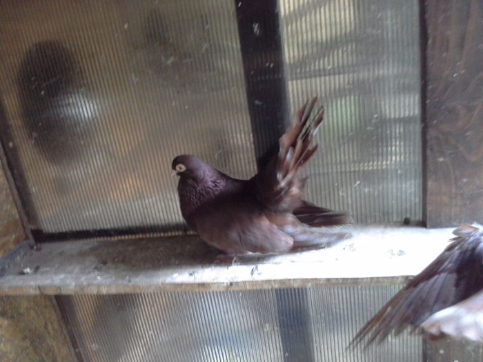 20140915_152627 - CASTANII DE CRAIOVA