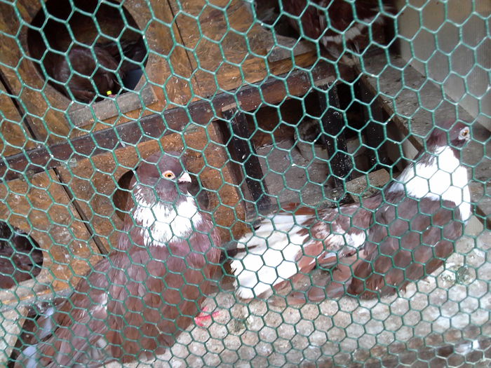 20140915_152551 - CASTANII DE CRAIOVA