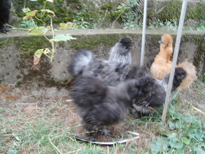 IMG_4628 - Matase Japoneza Sples