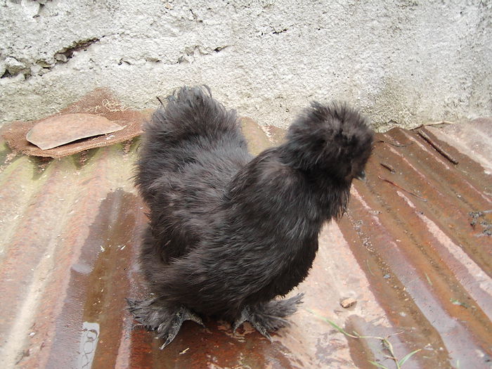 IMG_4631 - Matase Japoneza Sples