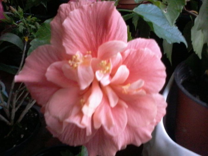 20140915_191012 - Hibiscus 2014-2015