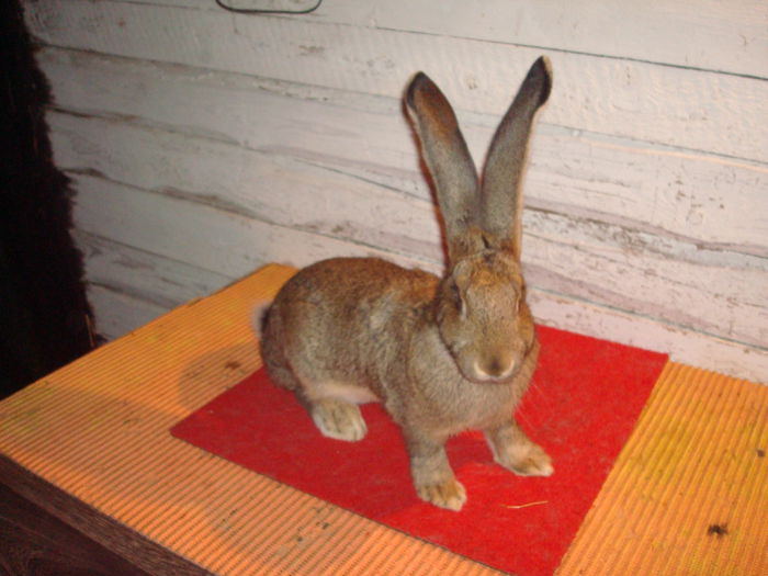 Femela 5 - RO23 5447; Tatal Karol Bolya
