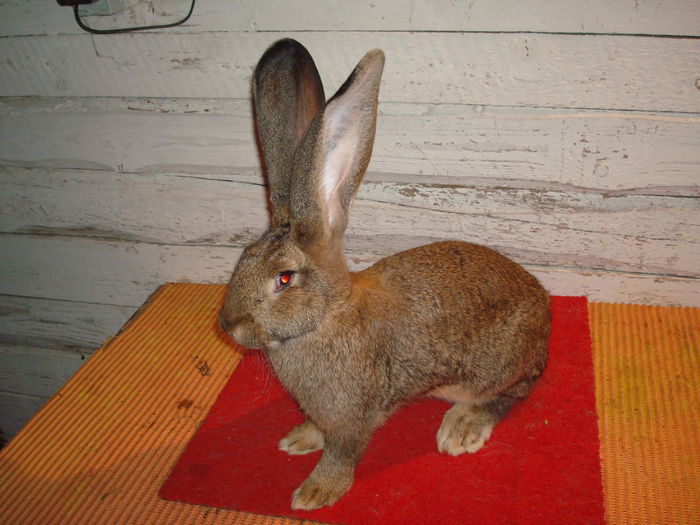 Femela 5 - RO23 5447; Mama Luci Onujec
