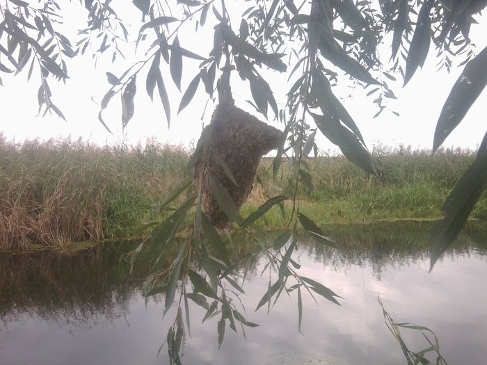 poate cunoasteti domniile voastre:) - DE PRIN NATURA