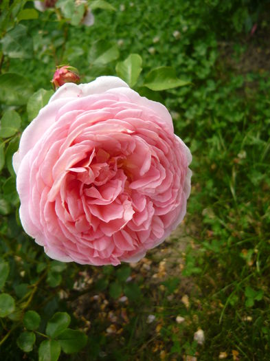 122 - engl Abraham darby