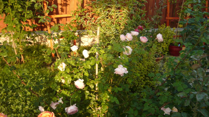 095 - engl Abraham darby