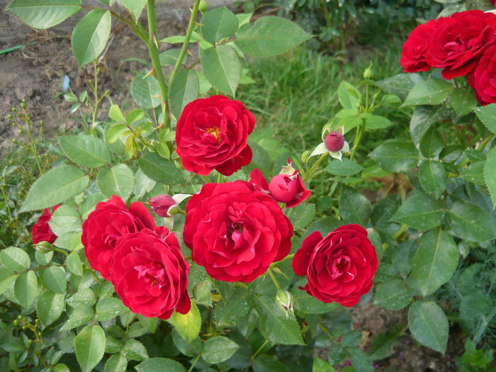 012 - Kordes Lavaglut