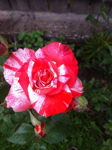 nr. 12 (favoritul meu) - Achizitii trandafiri Florov 2014