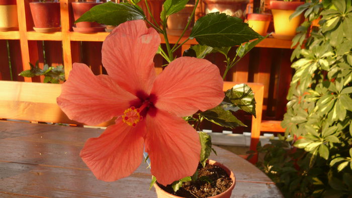291 - 0 A hibiscus 2014