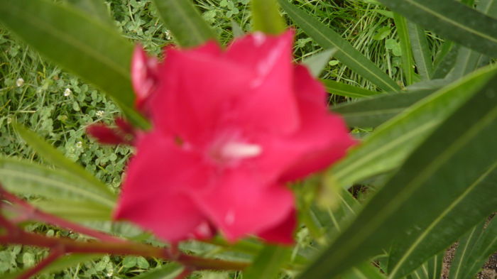 016