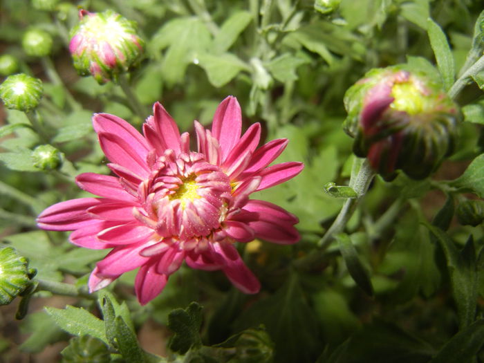 Pink Chrysanthemum (2014, Sep.12)