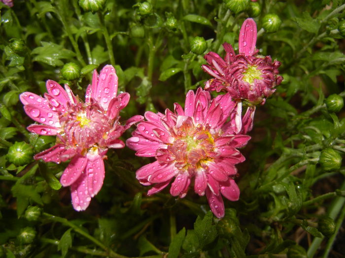Pink Chrysanthemum (2014, Sep.13)