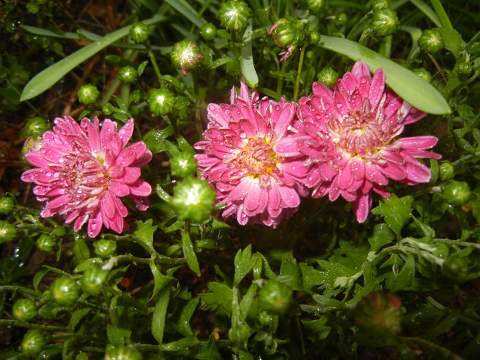 Pink Chrysanthemum (2014, Sep.13)