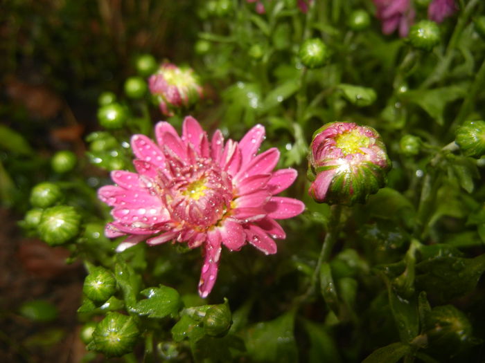 Pink Chrysanthemum (2014, Sep.13)