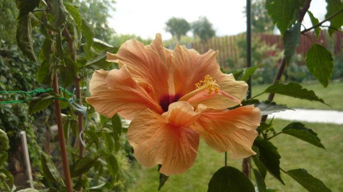 031 - 0 A hibiscus 2014