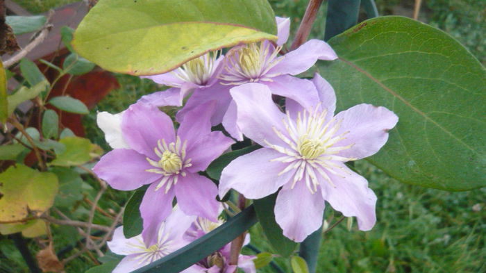 082 - clematite infloriri