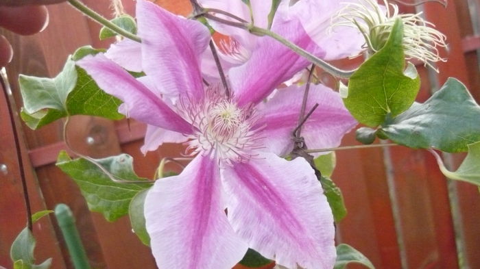 085 - clematite infloriri