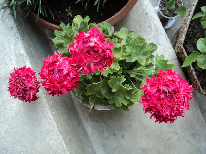 FOTO 2014 ,mama ei este alba... FOTO 2014 ,mama ei este alba...