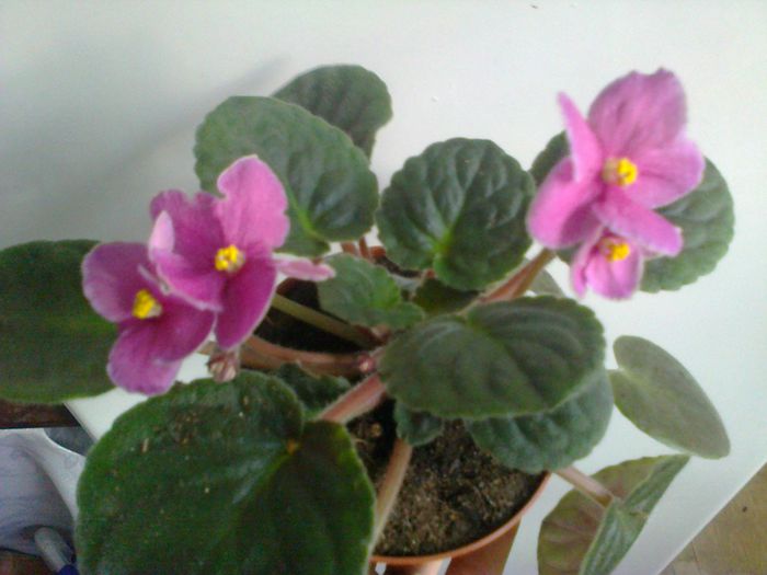  - A-Flori 2014