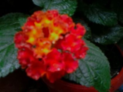 lantana rouge de corso