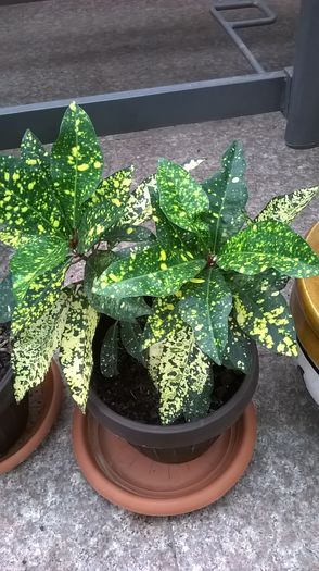 croton