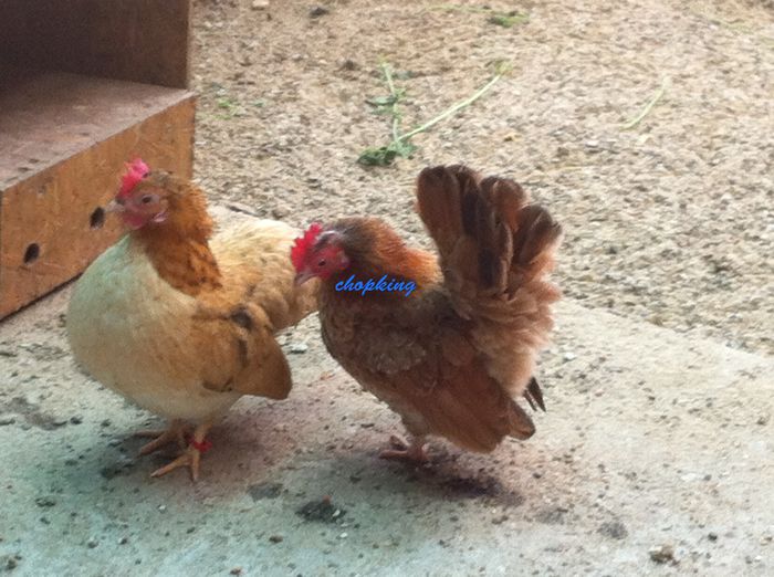 2014-07-25 09.44.14 - 1--serama