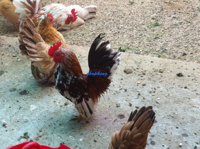 2014-07-25 09.48.03 - 1--serama
