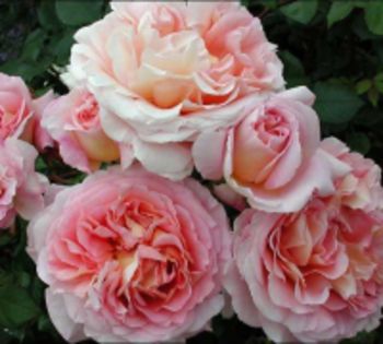 poza catalog - Abraham Darby