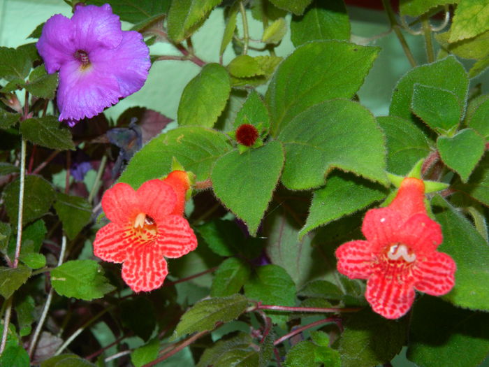 DSCN9021 - SEPTEMBRIE_2_2014